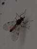 Culicoides sp.